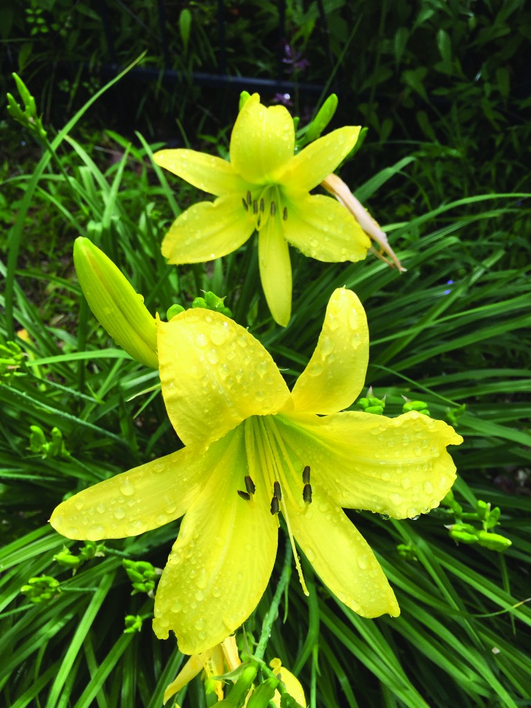 The Eudora Welty Foundation » Annual Spring Plant Sale Features Welty Garden Daylilies and Irises