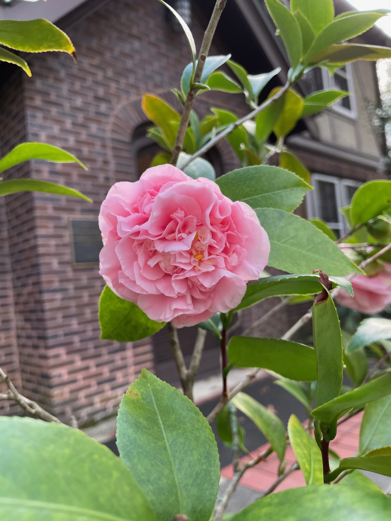 The Eudora Welty Foundation » About Welty Camellias February Mizell Walk & Sale, April Heirloom