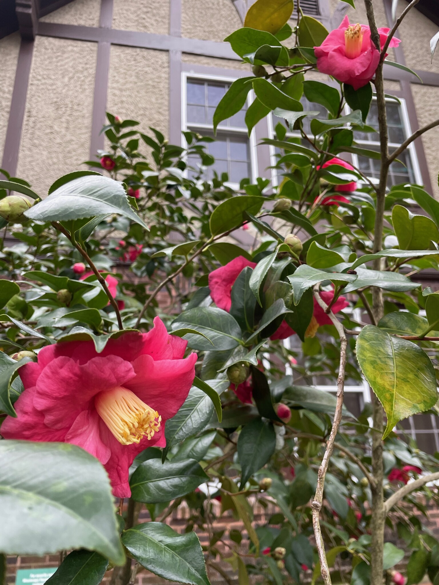 The Eudora Welty Foundation » About Welty Camellias February Mizell Walk & Sale, April Heirloom