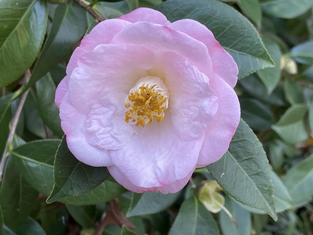 The Eudora Welty Foundation » About Welty Camellias February Mizell Walk & Sale, April Heirloom
