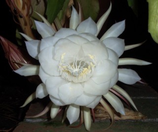 Night Blooming Cereus