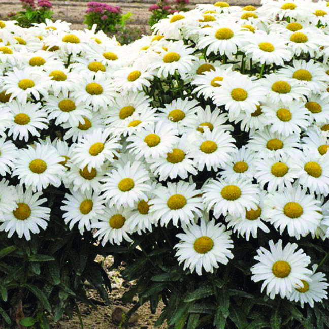 The Eudora Welty Foundation » Spring Plant Sale Held at Welty House and Garden; New Educational