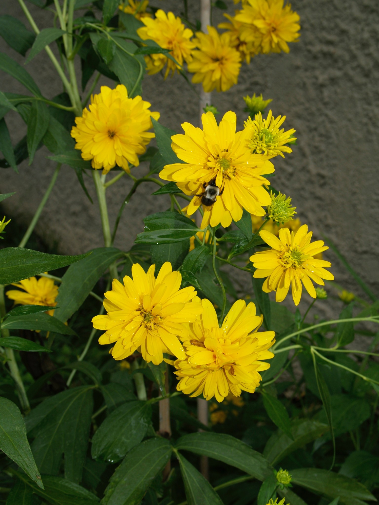 The Eudora Welty Foundation » Annual Plant Sale Benefits Welty Foundation
