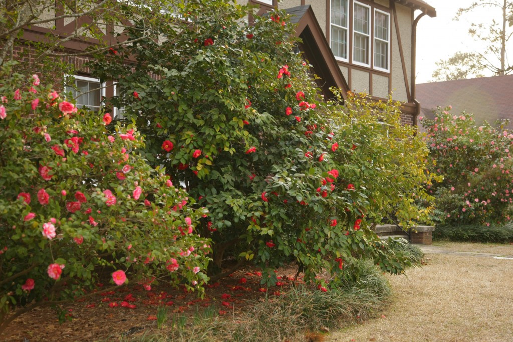 The Eudora Welty Foundation » Activities Abound in the Welty Garden During  October: Yoga, Camellia Workshop, and 10th Anniversary Celebration of One  Writer's Garden